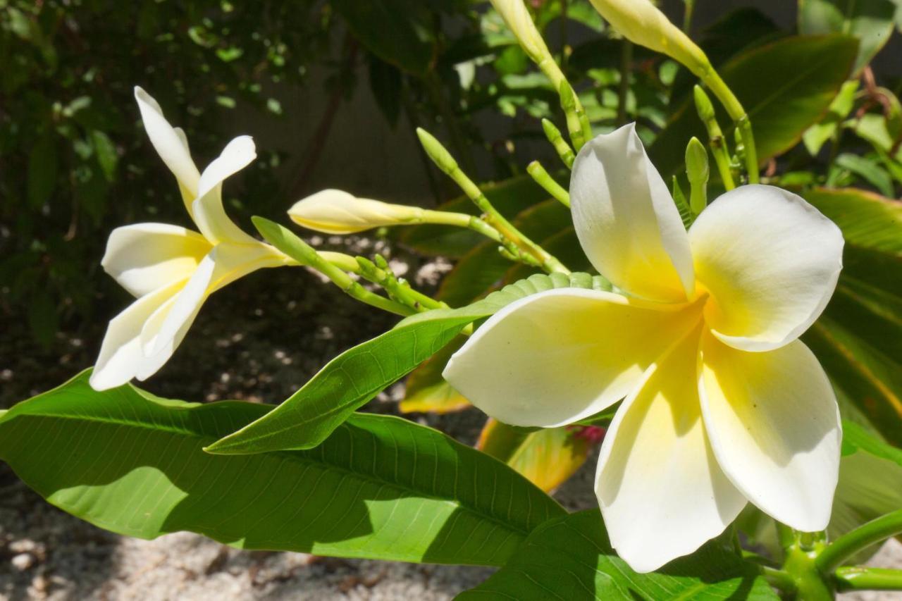 Villa Leaward Isle Island Retreat Key West Esterno foto